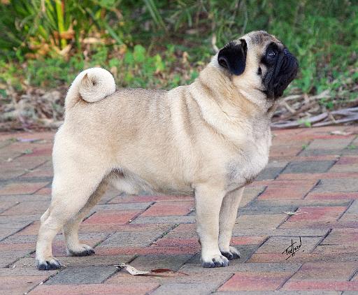 Pug AA014D-034.JPG